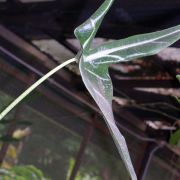 Image of Alocasia longiloba 'longiloba' Jackrabbit .