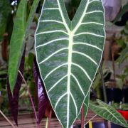 Image of Alocasia longiloba 'lowii' .