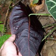 Image of Alocasia longiloba 'watsoniana' .