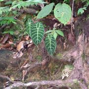 Image of Alocasia longiloba 'watsoniana' .