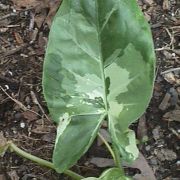 Image of Alocasia macrorrhizos  .