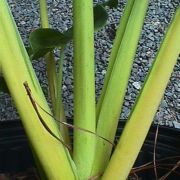 Image of Alocasia macrorrhizos  .