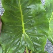 Image of Alocasia macrorrhizos  .