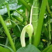 Image of Alocasia macrorrhizos  (L.) G.Don.