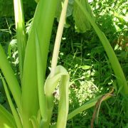 Image of Alocasia macrorrhizos  (L.) G.Don.