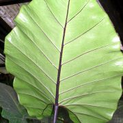 Image of Alocasia macrorrhizos 'Rubra' .