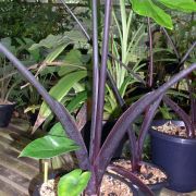 Image of Alocasia macrorrhizos 'Rubra' .