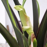 Image of Alocasia macrorrhizos 'Rubra' .