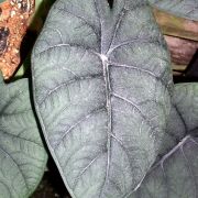 Image of Alocasia melo  A.Hay, P.C.Boyce & K.M.Wong.