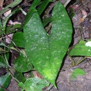 Image of Alocasia nangae  .