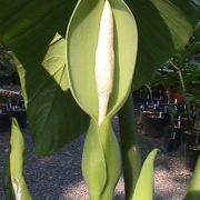 Image of Alocasia navicularis  (K. Koch & C.D. BouchÃ©) K. Koch & C.D. BouchÃ©.