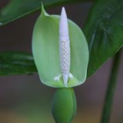 Image of Alocasia navicularis  (K. Koch & C.D. BouchÃ©) K. Koch & C.D. BouchÃ©.