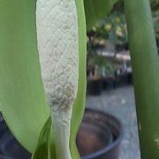 Image of Alocasia navicularis  (K. Koch & C.D. BouchÃ©) K. Koch & C.D. BouchÃ©.