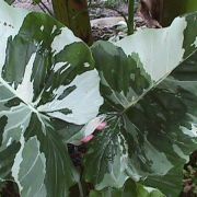 Image of Alocasia odora  (Roxb.) K. Koch.