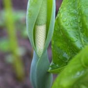 Image of Alocasia odora  (Roxb.) K. Koch.