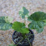 Image of Alocasia odora  (Roxb.) K. Koch.