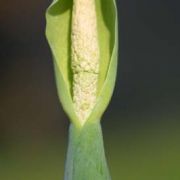 Image of Alocasia odora  (Roxb.) K. Koch.