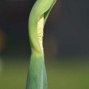 Image of Alocasia odora  (Roxb.) K. Koch.