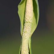 Image of Alocasia odora  (Roxb.) K. Koch.