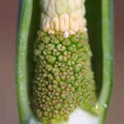 Image of Alocasia odora  (Roxb.) K. Koch.