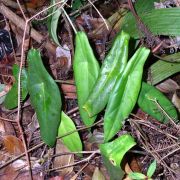 Image of Alocasia peltata  M. Hotta.