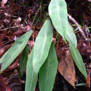 Image of Alocasia peltata 'Green' .