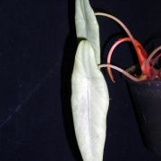 Image of Alocasia peltata 'Silver-grey' .