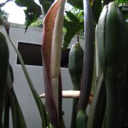 Image of Alocasia portei  Becc. & Engl..