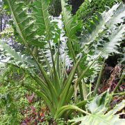 Image of Alocasia portei  Becc. & Engl..