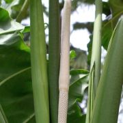 Image of Alocasia portei  Becc. & Engl..