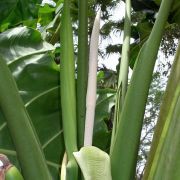 Image of Alocasia portei  Becc. & Engl..