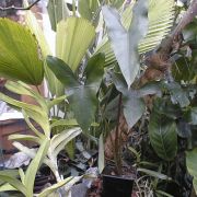 Image of Alocasia princeps  W. Bull.