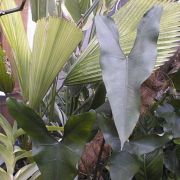 Image of Alocasia princeps  W. Bull.