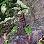 Image of Alocasia princeps  .