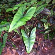 Image of Alocasia princeps  .