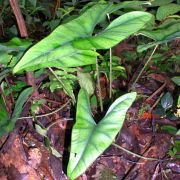 Image of Alocasia princeps  .