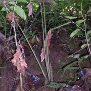 Image of Alocasia princeps  .