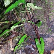 Image of Alocasia princeps  .