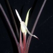 Image of Alocasia princeps 'Candy Sticks' .