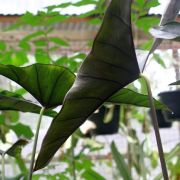 Image of Alocasia princeps 'Purple Cloak' .