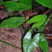 Image of Alocasia puncakborneensis  .