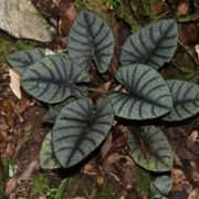 Image of Alocasia reginae  L.Linden ex N.E.Br..