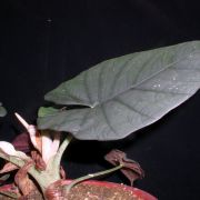 Image of Alocasia reginae  L.Linden ex N.E.Br..