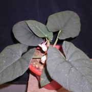 Image of Alocasia reginae  L.Linden ex N.E.Br..