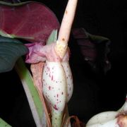 Image of Alocasia reginae  L.Linden ex N.E.Br..