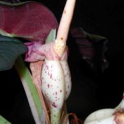 Image of Alocasia reginae  L.Linden ex N.E.Br..
