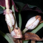 Image of Alocasia reginae  L.Linden ex N.E.Br..