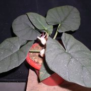 Image of Alocasia reginae  L.Linden ex N.E.Br..