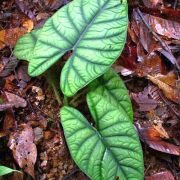 Image of Alocasia reginae  L.Linden ex N.E.Br..