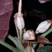 Image of Alocasia reginula  A. Hay.